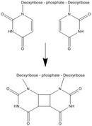 A common type of DNA damage from UV light results in: a. bulky adducts b. cross linked-example-1