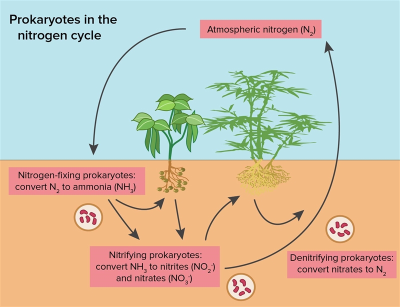 What happens in the Nitrogen Cycle (SHORT)-example-1