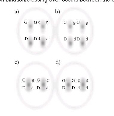 Suppose there are two genes on two different chromosomes, one gene called G and the-example-1