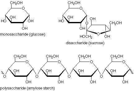 How do two monosaccharides combine to form a disaccharide?-example-1