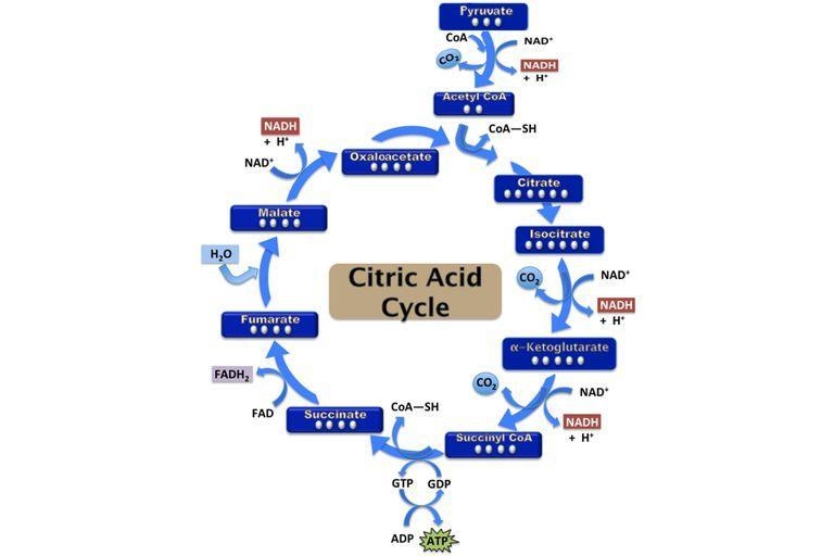 Name one enzymatic step of the TCA cycle wherein a universal electron carrier (in-example-1