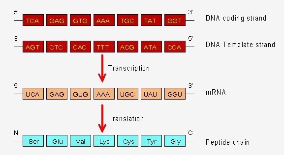 Need a hypothesis for “How are proteins built from RNA”-example-1