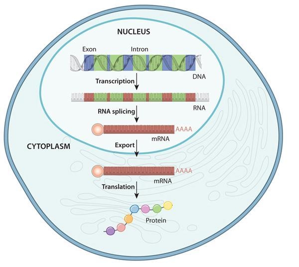 The first major step of gene expression and genetic splicing of exons occurs in this-example-1