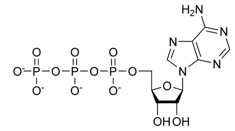 ATP is a good source of energy for cellular proceses because it has some weak, high-example-1