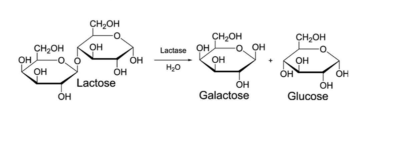 What is the chemical reaction used to study enzyme activity in the lab (lactase breaking-example-1