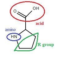 What is the only amino acid with a substituted alpha amino group?the presence of this-example-1