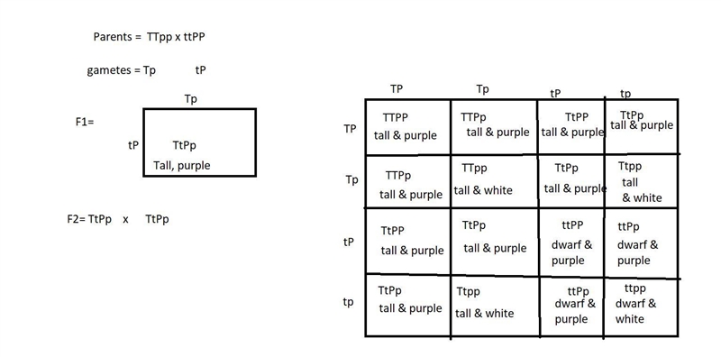 Conduct a dihybrid cross of pea plants with the following combination of traits: Parent-example-1