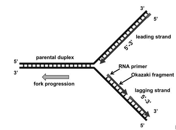 In which direction does the building of the new strand proceed?-example-1