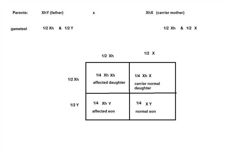 In humans hemophilia is cuased by a recessive allele on the x chromosome. Suppose-example-1