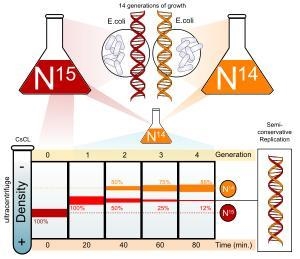 Meselson and Stahl's experiments proved that DNA replicates by which mode? conservative-example-1