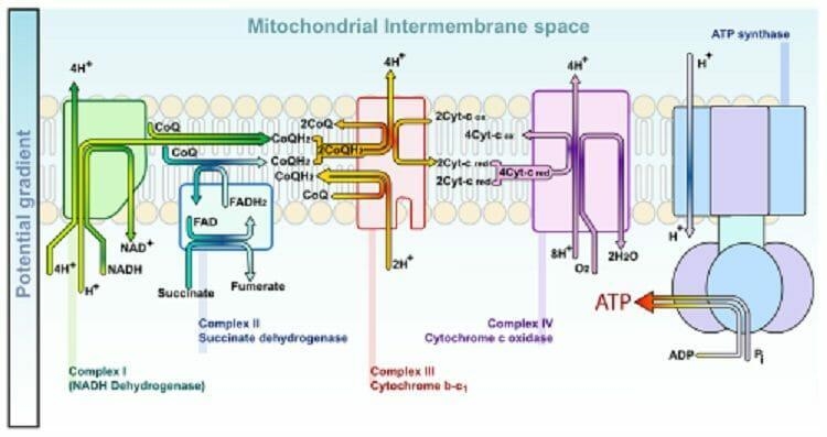 Identify an example organism for each type of cellular respiration: aerobic respiration-example-1