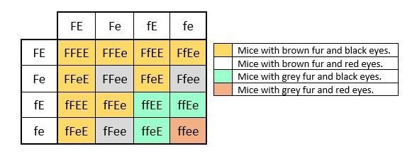 1. A couple of mice with brown fur and black eyes had litter with the following distribution-example-1