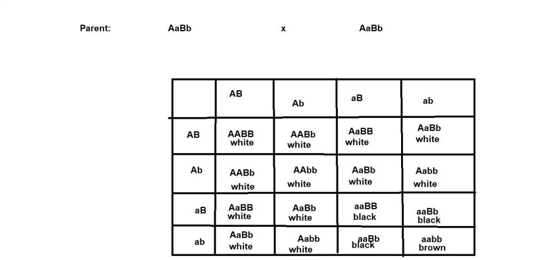 This problem has been solved!See the answerIn sheep, coat color is influenced by two-example-1