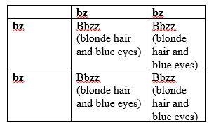 Jim and Pam are both homozygous recessive for blonde hair and homozygous recessive-example-1