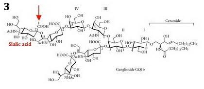 Match each lipid with its correct components or description. (1) glycerophospholipids-example-3