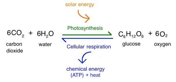 Two related misconceptions about photosynthesis and cellular respiration are that-example-1