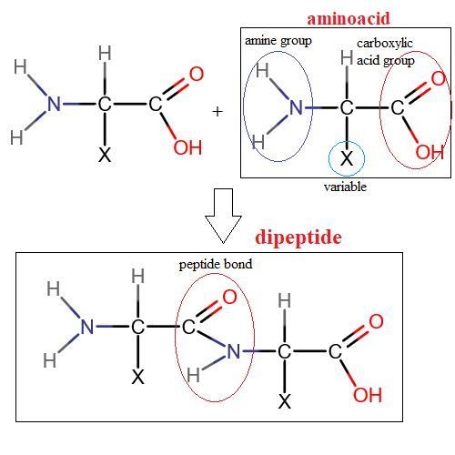 Draw the structure of an amino acid and a dipeptide.-example-1