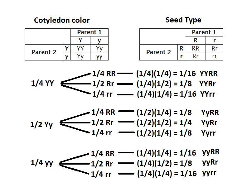 Mendel crossed peas having round seeds and yellow cotyledons (seed leaves) with peas-example-2