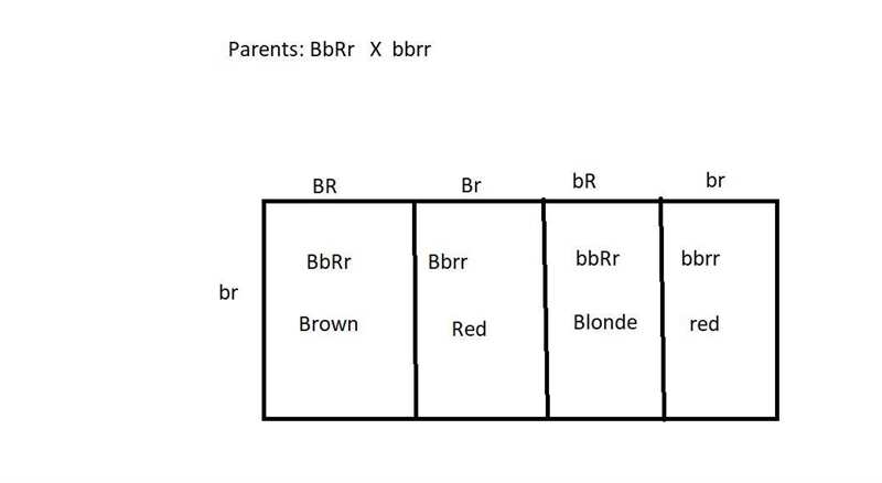 Human hair color is a classic, if oversimplified, example of recessive epistasis. Red-example-1