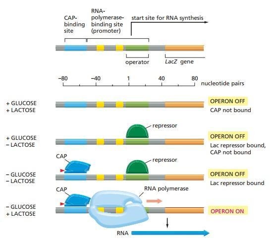 1. Suppose the synthesis of an amino acid was accomplished by four enzymes encoded-example-1