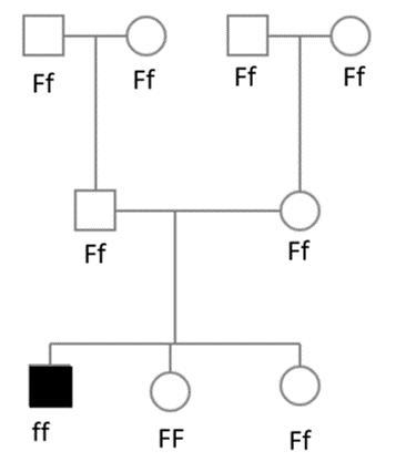 Please answer these simple biology questions-example-4