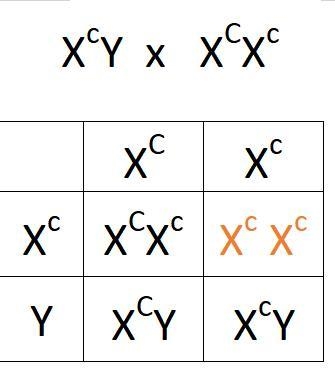 There are five common features characterizing X-linked recessive inheritance, such-example-1