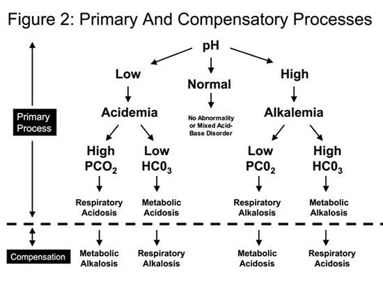 Match the items: a. Heart b. Blood Vessels c. Capillaries d. Lungs e. Kidney 1. Regulates-example-1