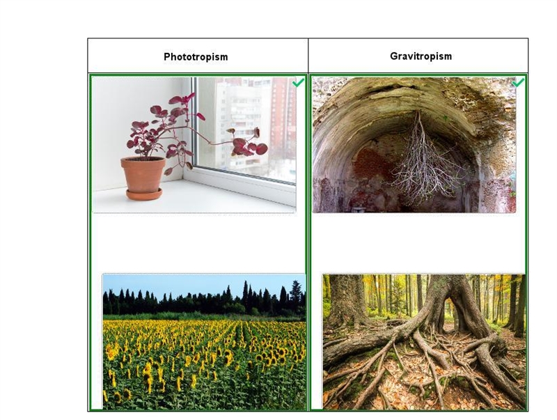 Identify the type of growth response that each plant demonstrates-example-1