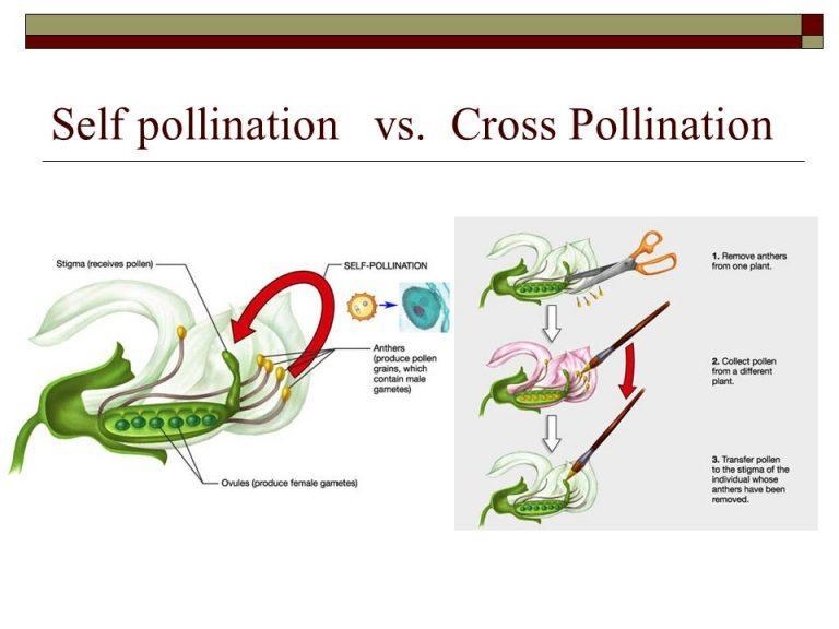 Describe how Mendel cross-fertilized and self-fertilized pea plants.-example-1