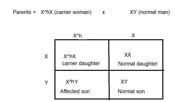 Genes for blood-clotting proteins are on the X chromosome. The recessive allele produces-example-1