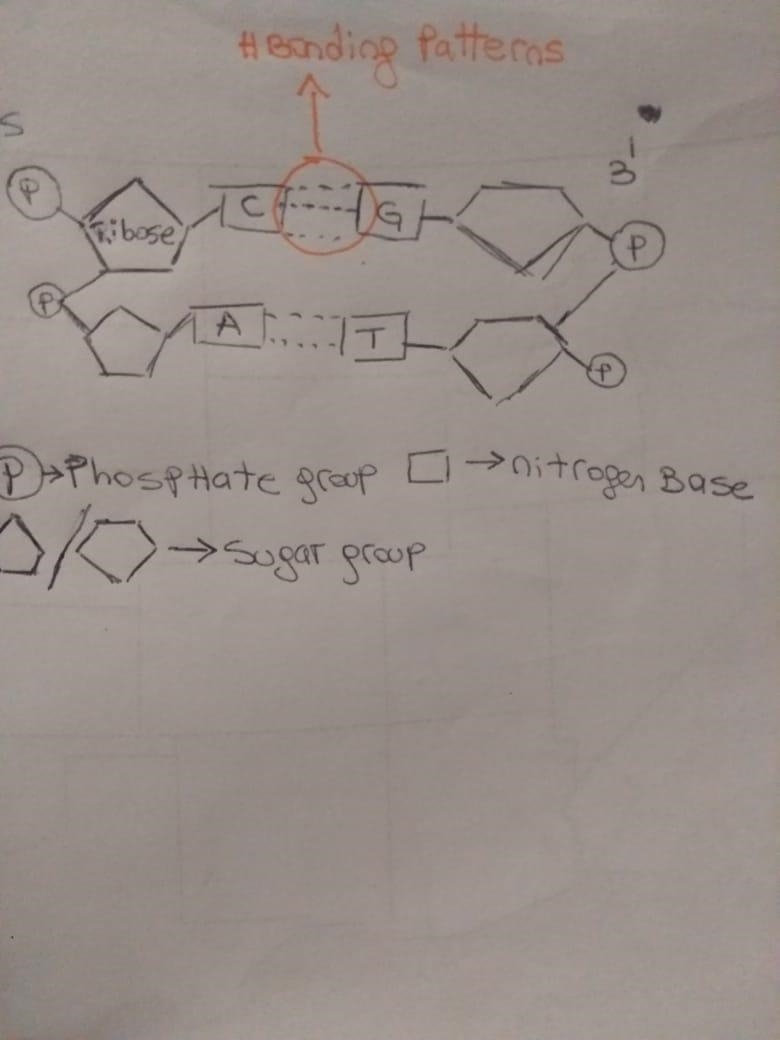 Draw the structures of the two deoxyribonucleotidesbase pairs, C-G, and A-T. Draw-example-1