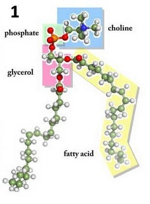 Match each lipid with its correct components or description. (1) glycerophospholipids-example-1