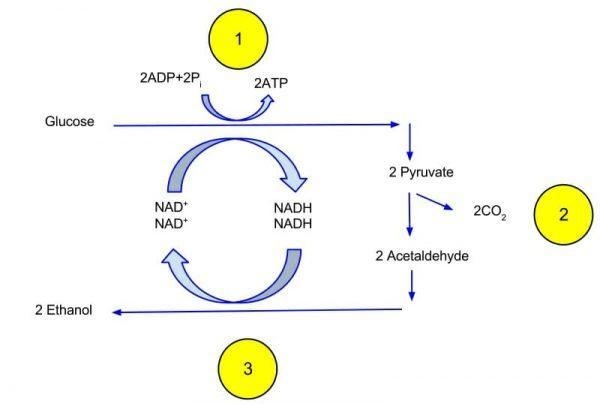 Identify an example organism for each type of cellular respiration: aerobic respiration-example-2