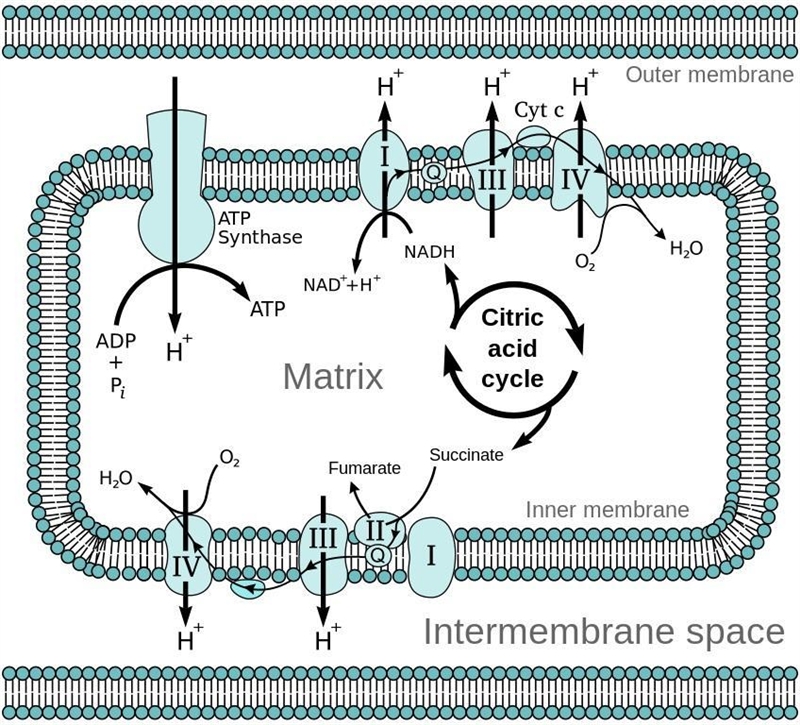 Identify an example organism for each type of cellular respiration: aerobic respiration-example-4