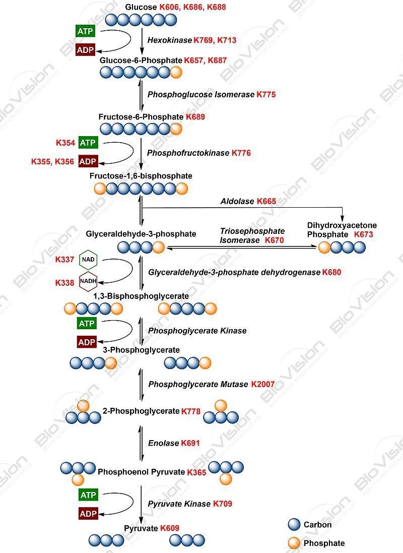 The steps of glycolysis between glyceraldehyde-3-phosphate and 3-phosphoglycerate-example-1