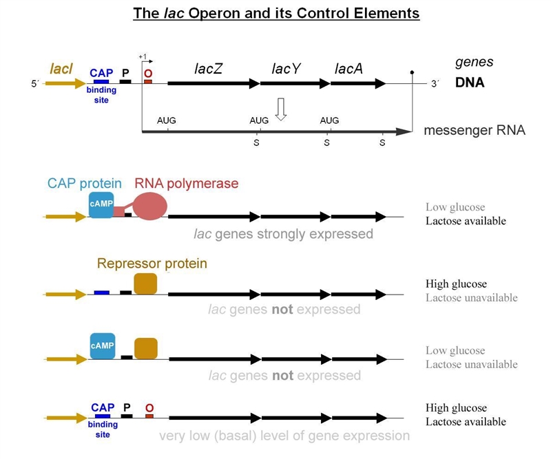 Explain how the Lac operon is regulated, including all negative and positive components-example-1