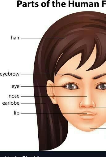 Where is the nose located in a human? 100pts-example-1