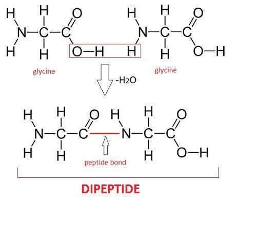 Which of the following is not true regarding the formation of a dipeptide? A. a molecule-example-1