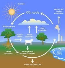 Water, fuel, food, and raw materials are examples of what? A. regulating services-example-1