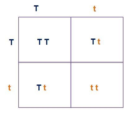 In peas, tall plants (T) are completely dominant over short plants (t). You cross-example-1