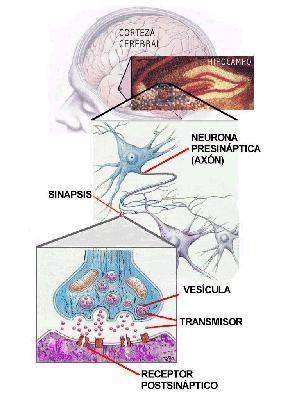 Information passes from the axon of one cell to the dendrite of another cell across-example-1