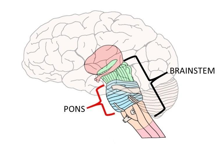 Composed of three parts, the ____________ is an older region which provides basic-example-1