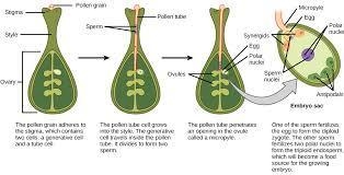 You have learned that the fusion of egg and sperm produces a zygote. But how does-example-2