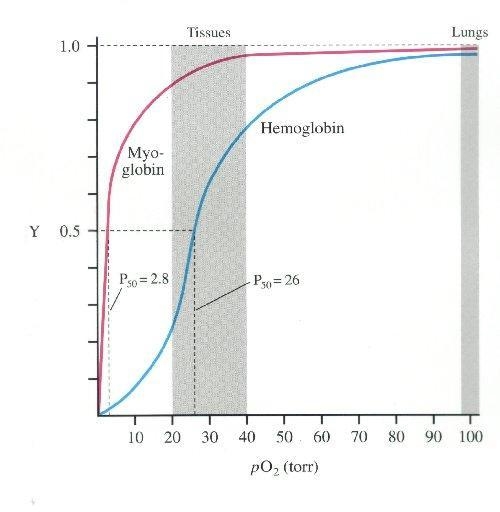 Sketch the oxygen binding curves for myoglobin and haemoglobin and describe what each-example-1