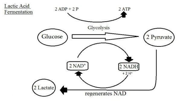 Identify an example organism for each type of cellular respiration: aerobic respiration-example-3