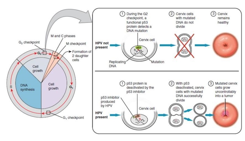 Cells from an advanced malignant tumor most often have very abnormal chromosomes, and-example-1