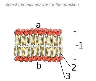 This is an image of the phospholipid bilayer. Based on what you know about the structure-example-1