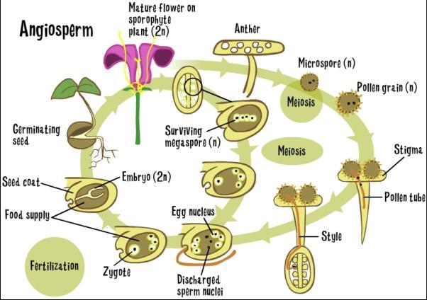 Which type of plant does this alternation of generations diagram belong to? A. seedless-example-1