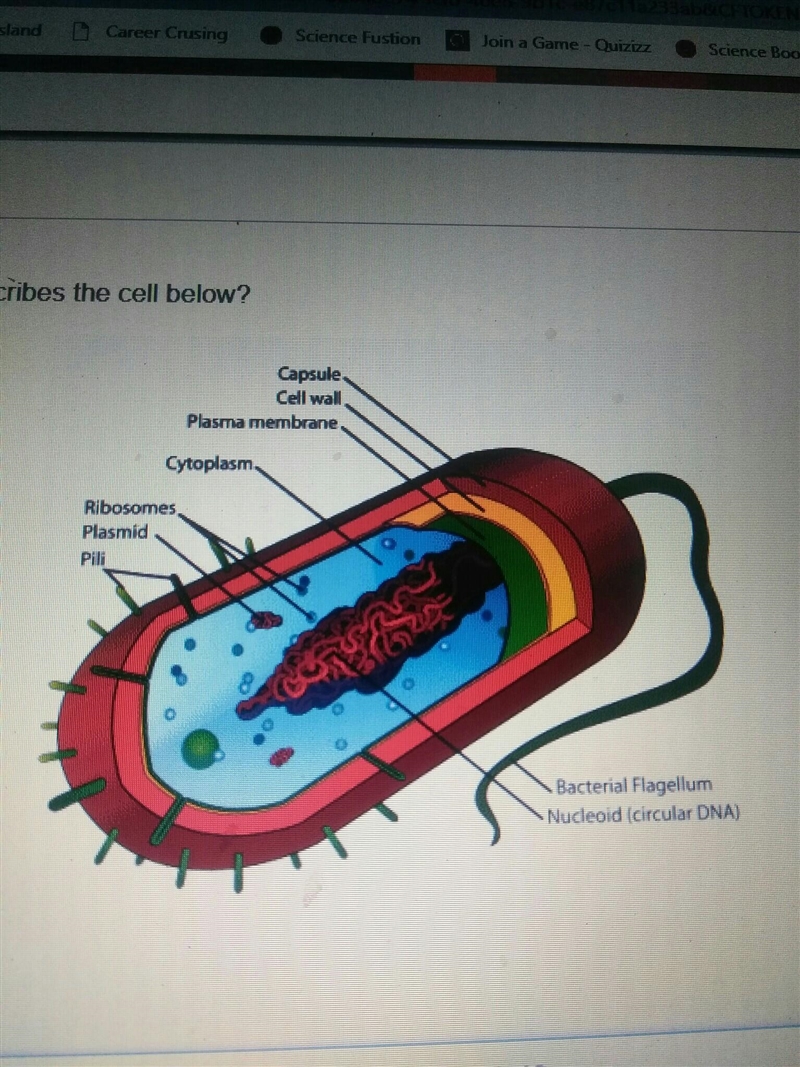 What cell is this, need help plzzzz​-example-1