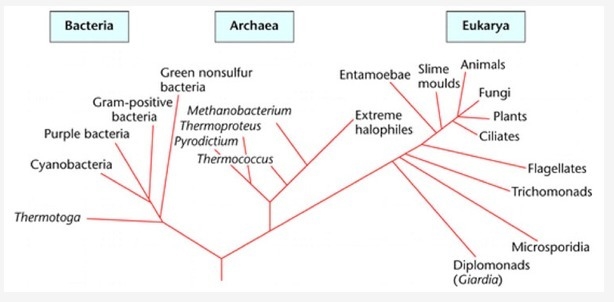 What conclusion about the bacteria domain could be made from the phylogenetic tree-example-1